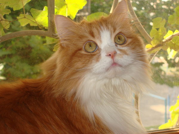 Ирина Илькив