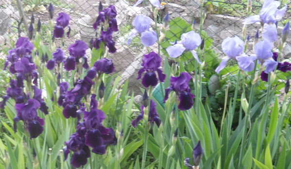 Флюра Хайбулина