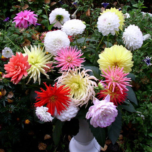 Людмила Балашова