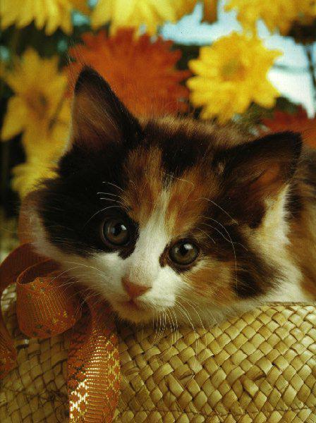 Рамия Забергалиева