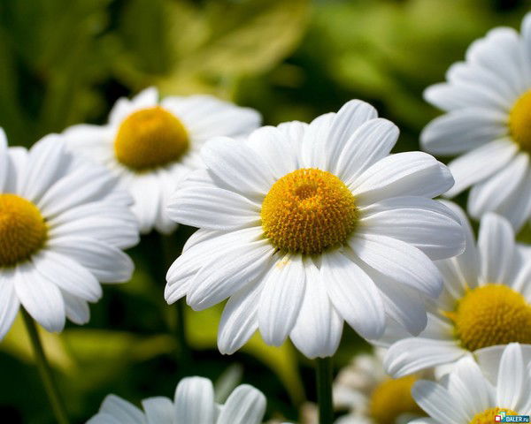 Ольга Князева