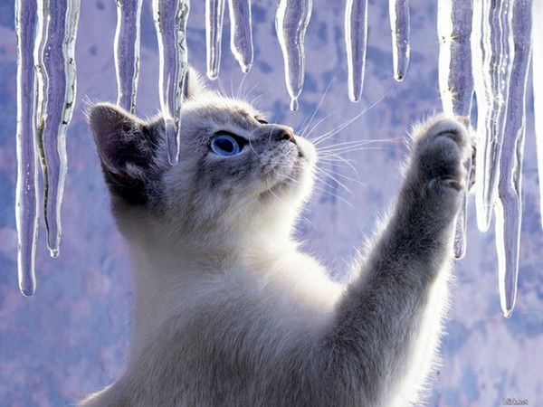 Светлана Щукина