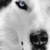 Василиса Ведешенкова