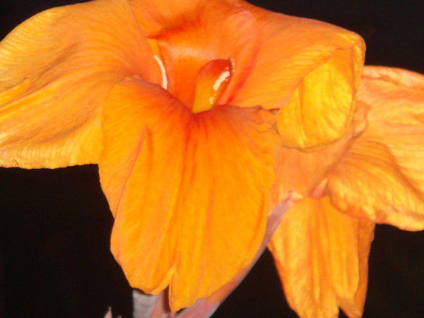 Ольга Романова