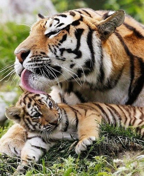 Людмила Егорова