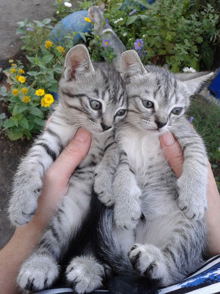 Марина Муся