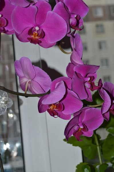 Елена Шулакова