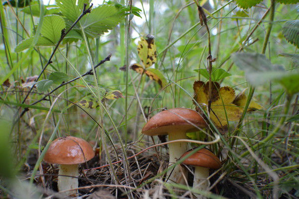 Ирина Мартьянова