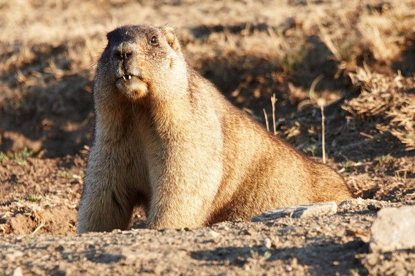 Евгений Козлов