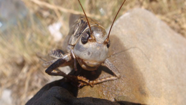 Александр Дудник