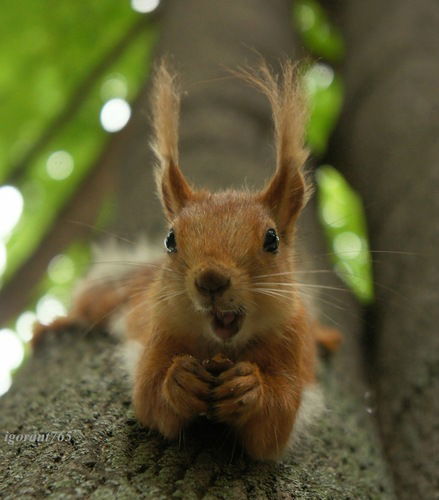 Любовь Емельянова