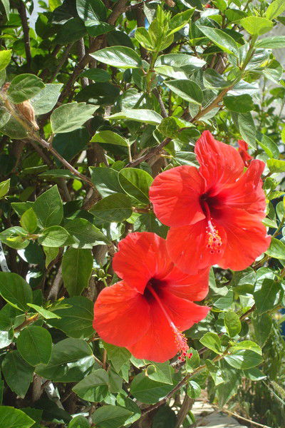 Ирина Шумилова