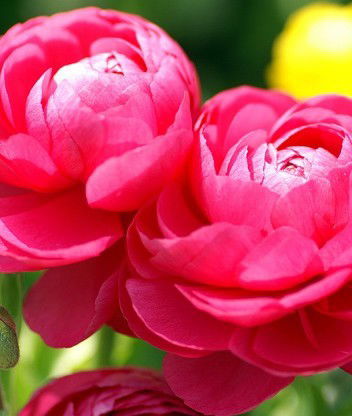 Михаил Детков