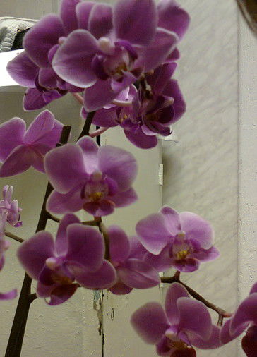 Оксана Грунина