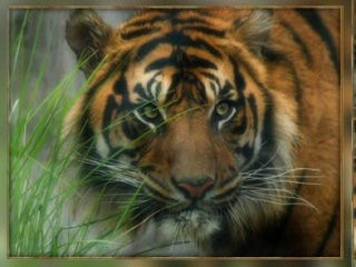 Александр Суворин