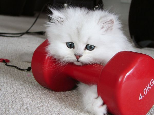 Екатерина Жеребятьева