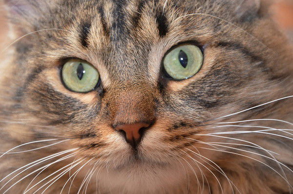 Елена Нестерова