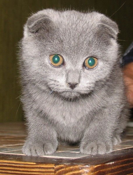 Любовь Панадцева