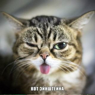 Котэ Энштейн