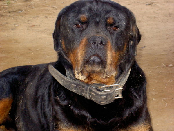 Михаил Шилов