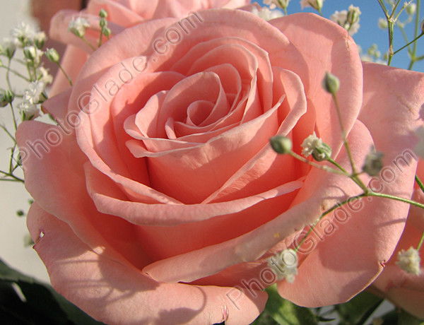 Эльмира Мустафина