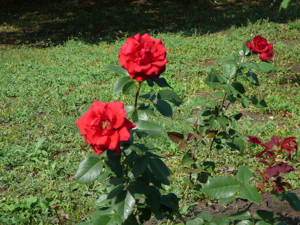 Альфия Хамзина