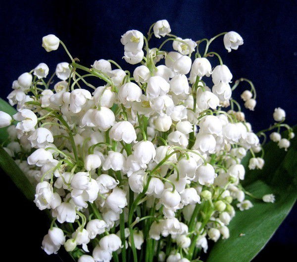 Резида Горшкова