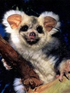 Ирина Малькова