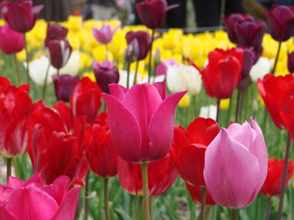 Анна Ваулина