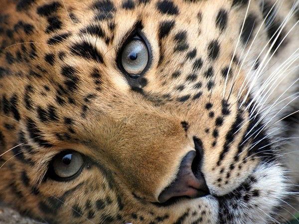 Сергей Бесчасный