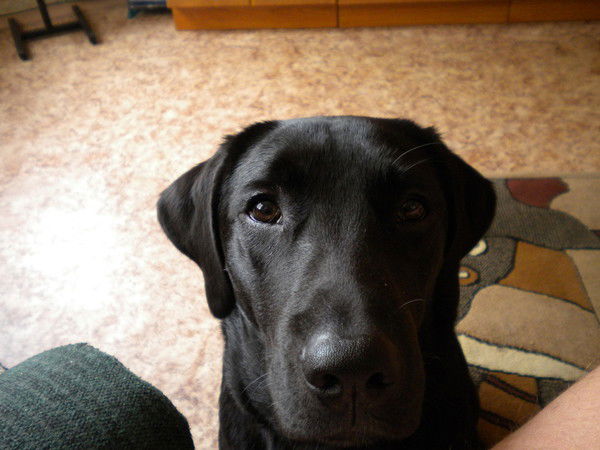 Игорь Шубин