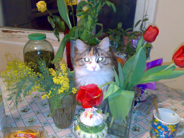 Елена Барсова