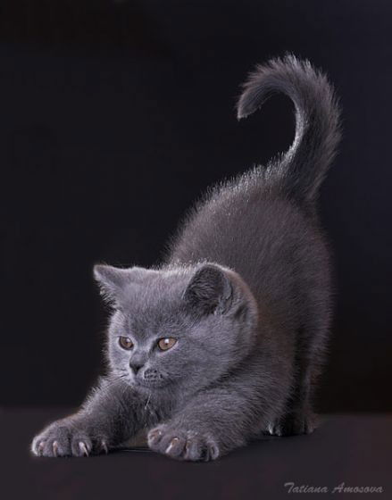 Светлана Долговых