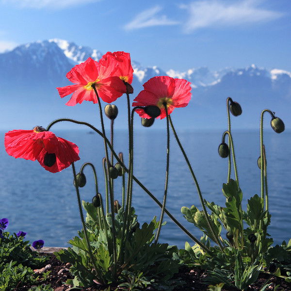 Лариса Иванова