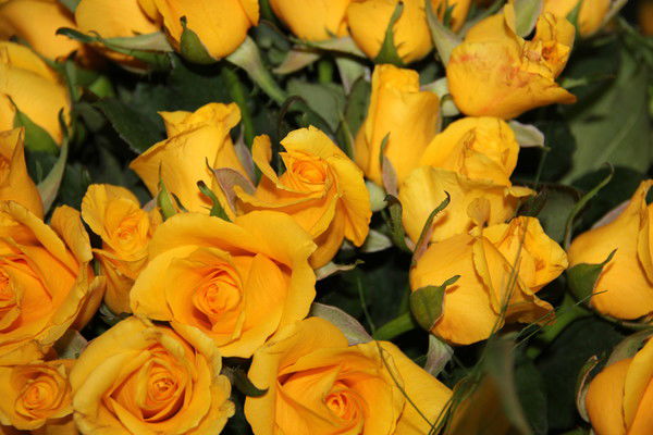 Ольга Карпова