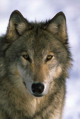 Виктор Карсаков