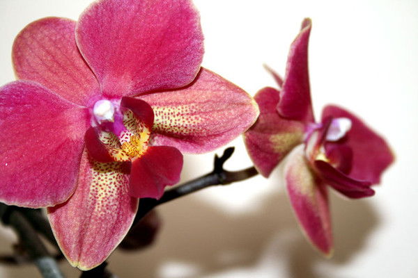 Людмила Чиглинцева