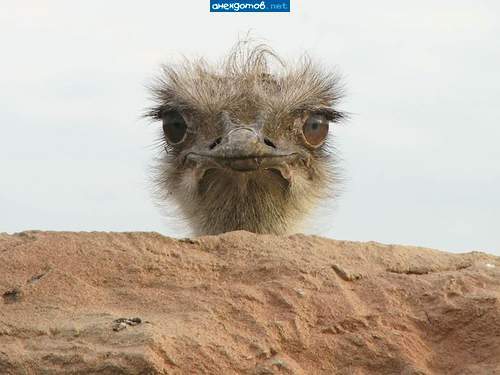 Алексей Царук