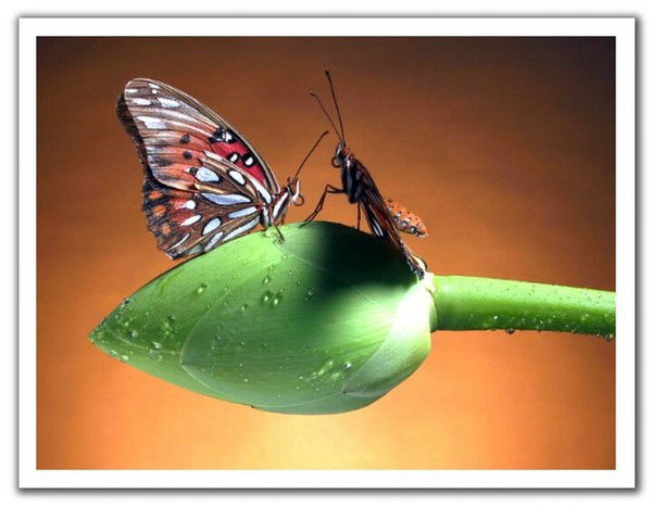 Алина Ивонтьева