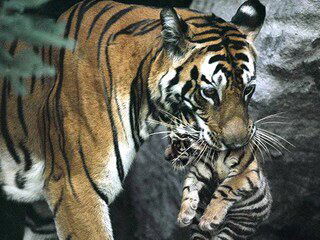 Андрей Незнанов