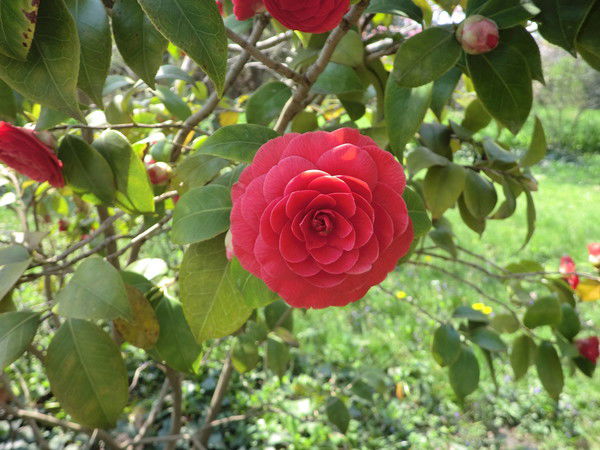 Елена Ивановна