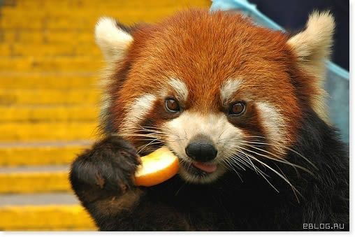 Владимир Ким