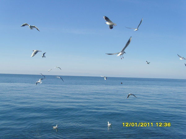 Пион Любимый