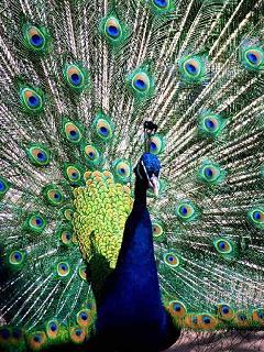 Любовь Гаврилова