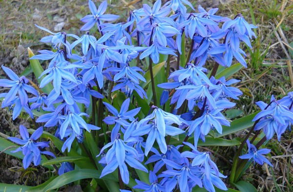 Лариса Бобровская