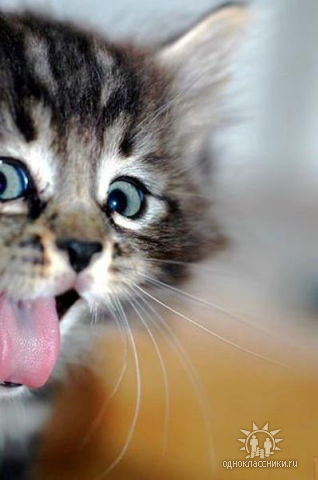 Ольга Тимофеева