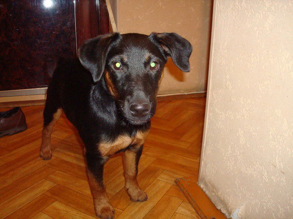 Ереноре Лгнлгшл