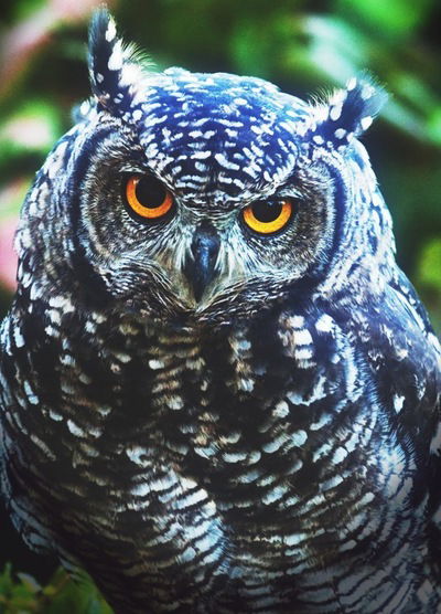 Роман Устинов