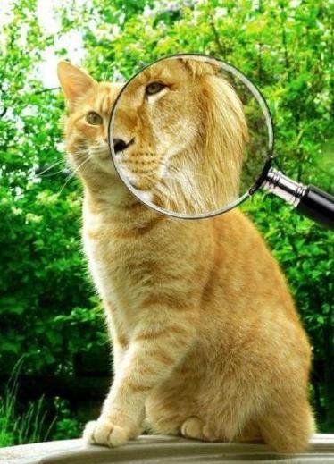 Антон Недашковский