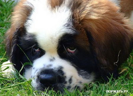 Александр _____